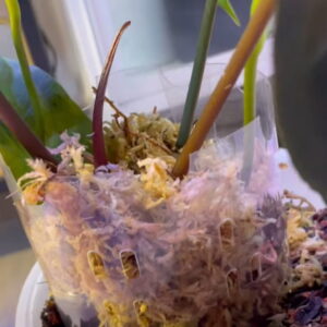 Ukorzeniacz / pot extender