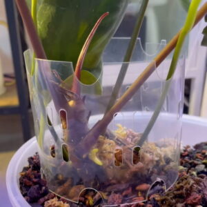 Ukorzeniacz / pot extender