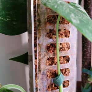 Palik transparentny Podpora do roślin